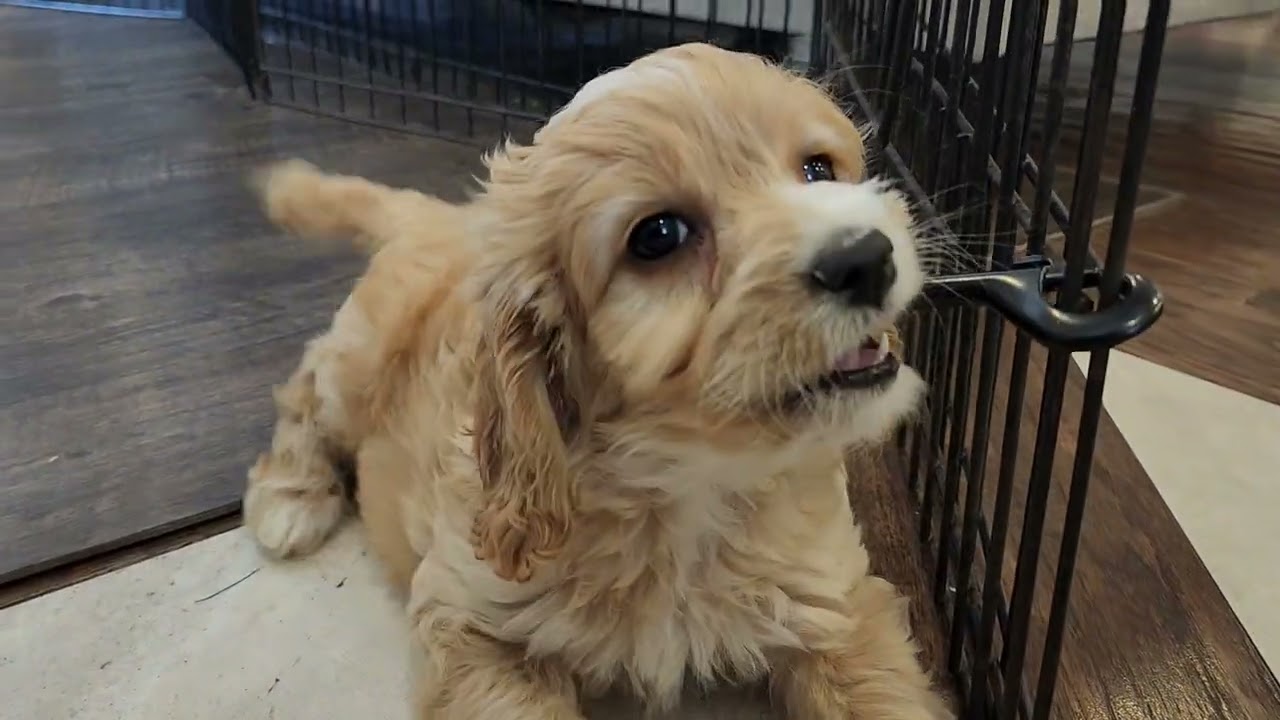Cockapoo Puppies