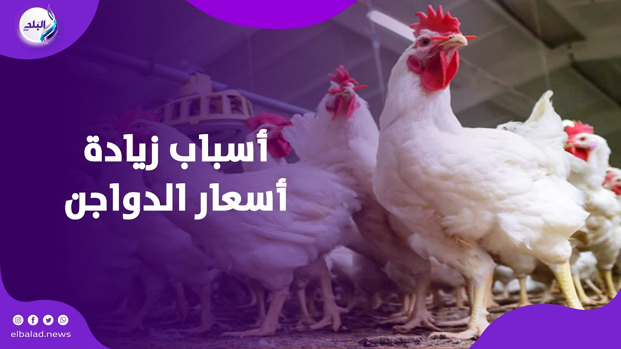 من داخل مزرعة دواجن    تعرف على أسباب زيادة الأسعار قبل حلول شهر رمضان