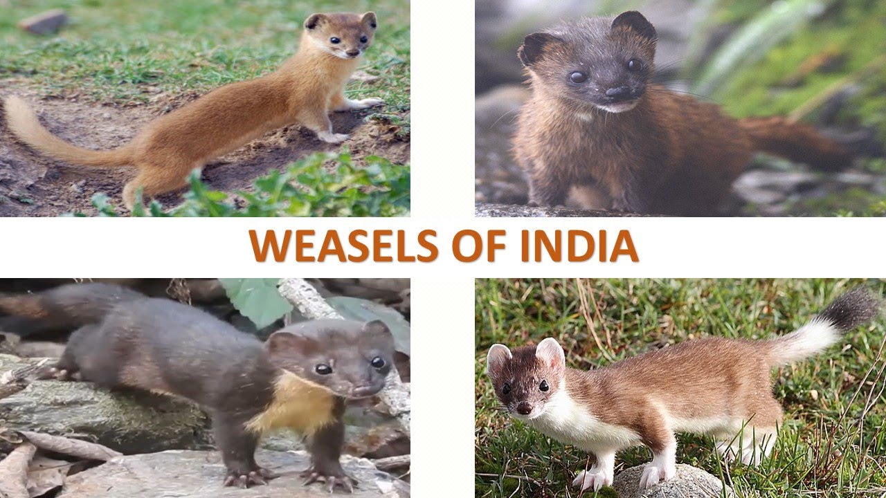 Weasels of India 🇮🇳 | Mammals | Indian Animals