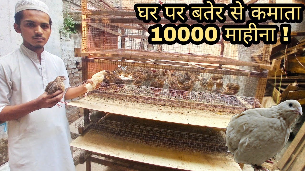 घर पर बटेर पालन की जानकारी || Bater Farm || Quail farming || Bater farming in india || Exotic Birds