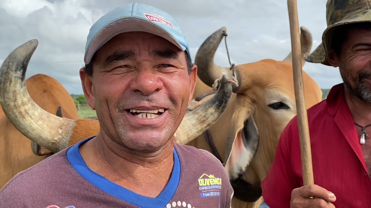 Gado no Arado cortando terra  em Olivença - AL 29 - 12 - 2021 #nordeste
