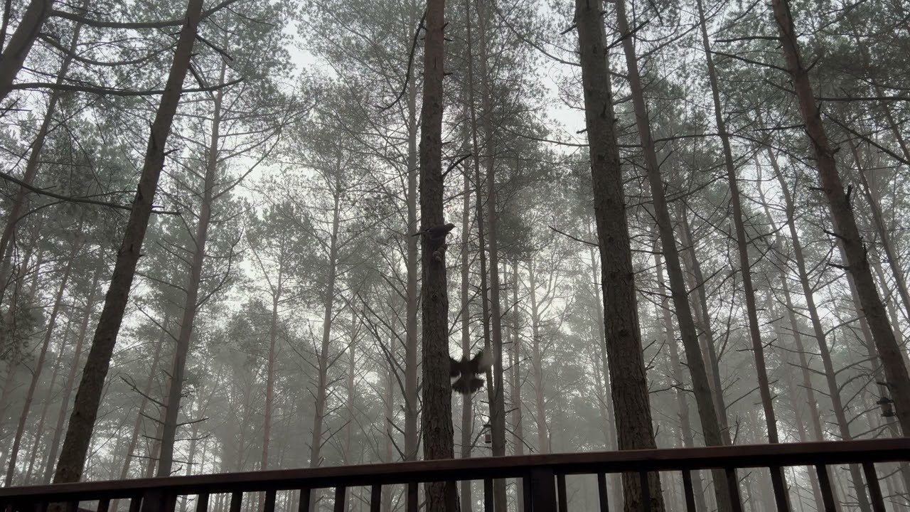 Foggy Forest Feast | Birds in Their Natural Habitat