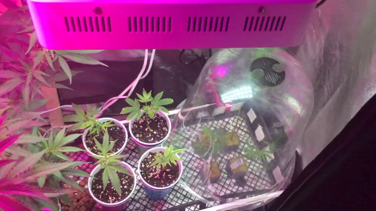 Blueberry OG clone Harvest!