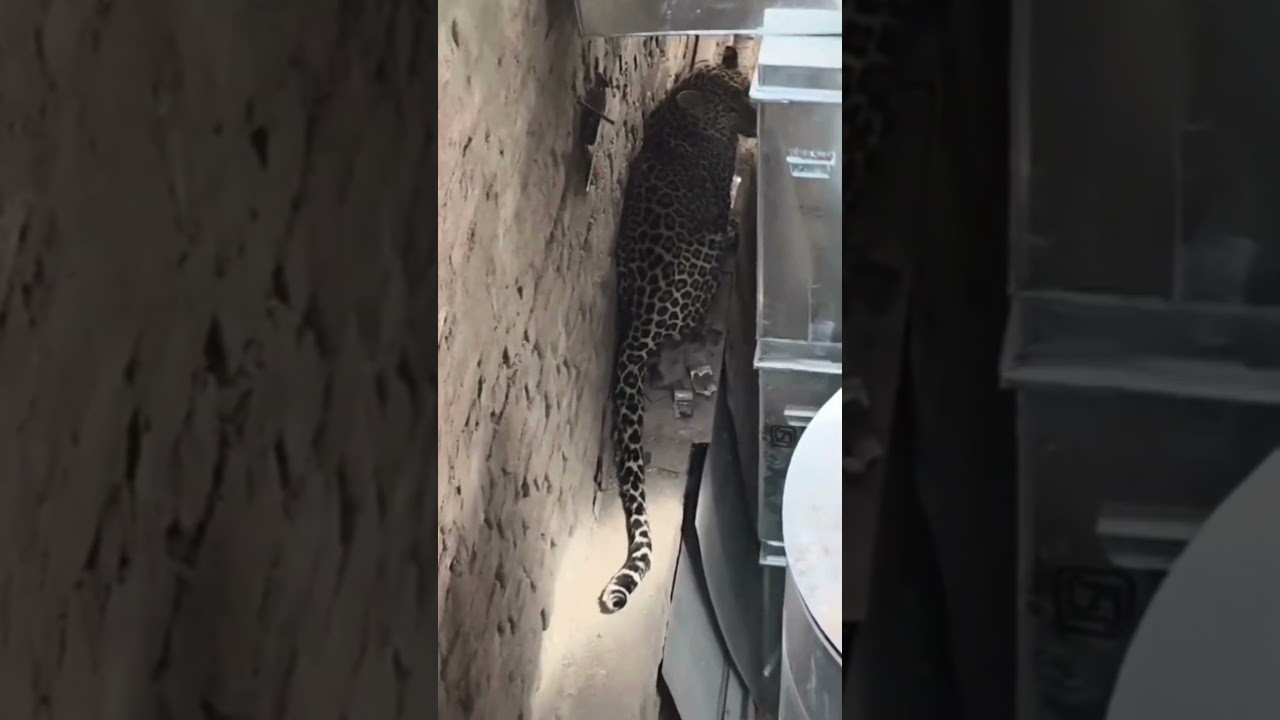 करौली राजस्थान : हिंडौन सिटी उपखंड में घुसे दो लेपर्ड  #leopard