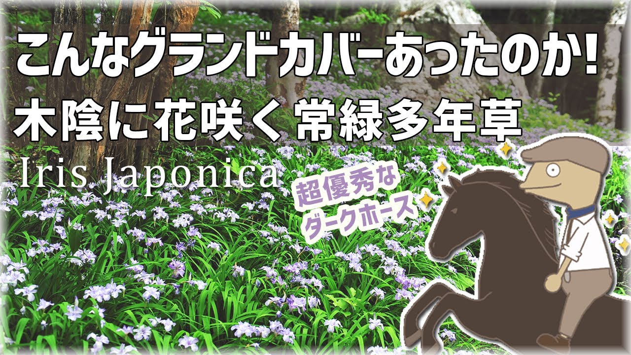 シャガの特徴や育て方を紹介するアニメ【庭植物編-69】