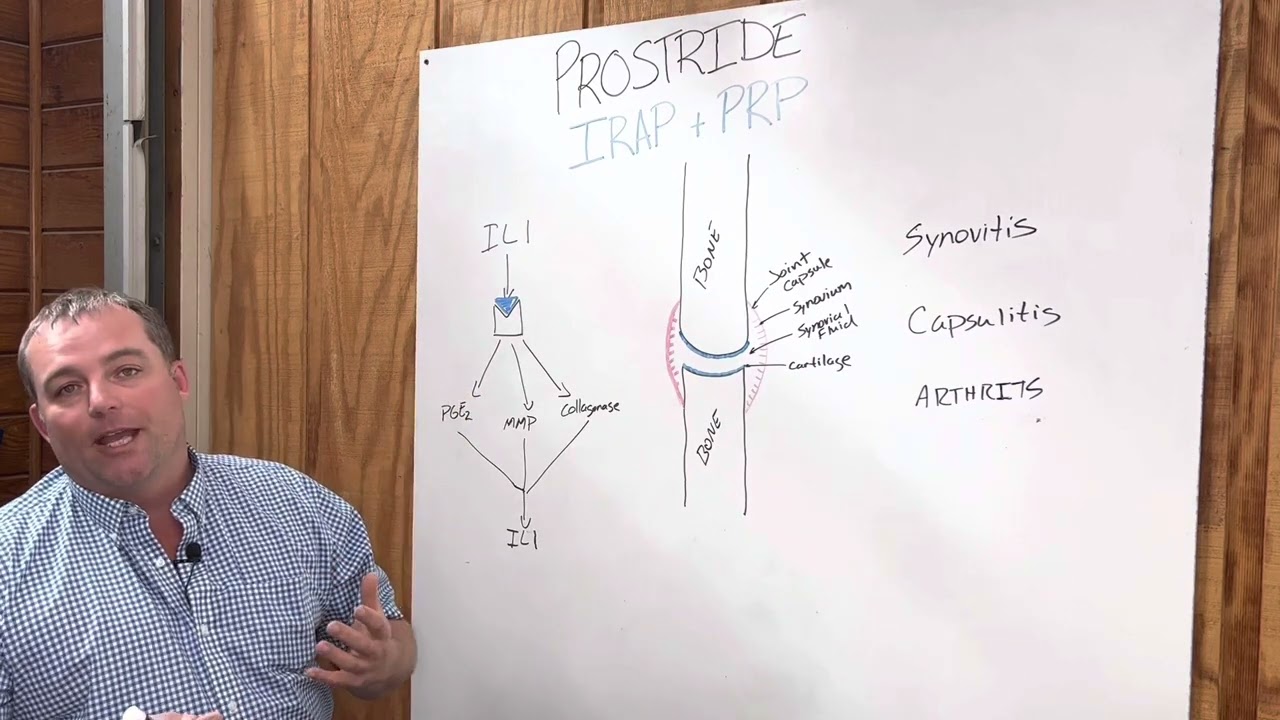 Equine Joint Health - Prostride