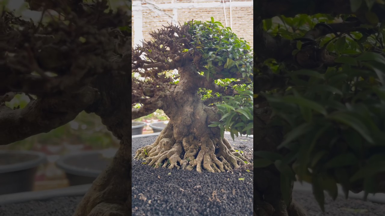 Pruning Bonsai Anting Putri 200 JUTA‼️🤩 #bonsai #bonsaiindonesia #antingputri #shorts #vietnam