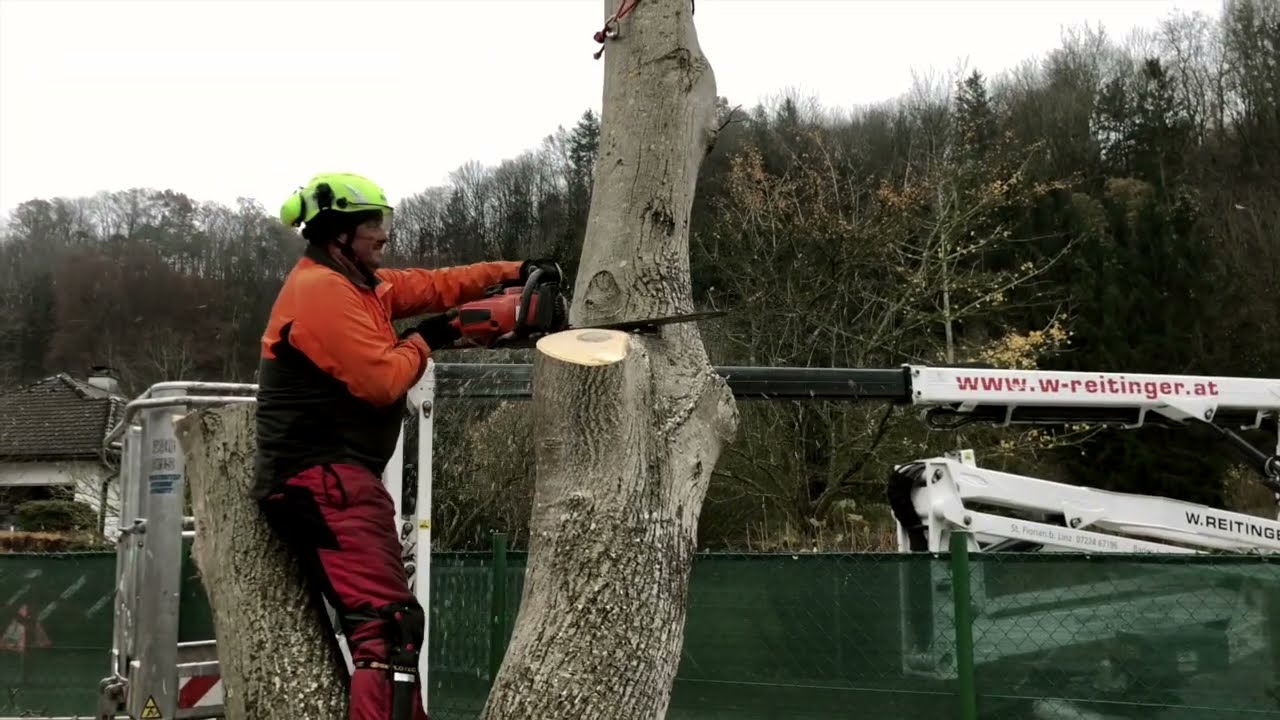 Nussbaumabtragung mit Arbeitsbühne