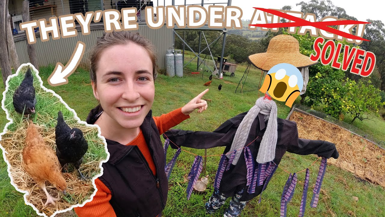 AERIAL PREDATORS ARE AFTER MY CHICKENS! [How I scare them off]
