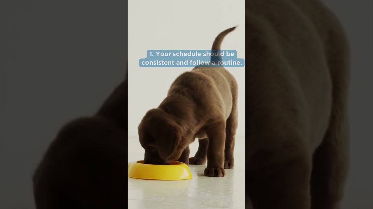 How to Help a Dog with Separation Anxiety: Expert Tips