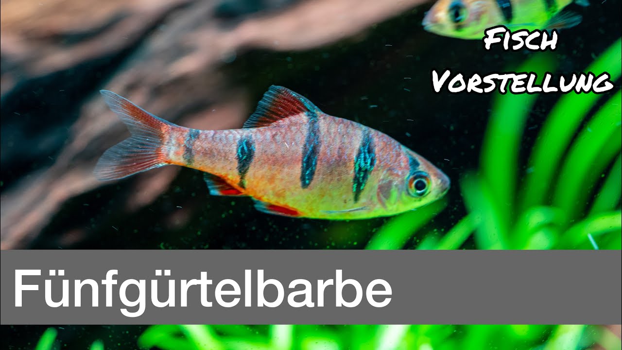 Fünfgürtelbarbe - Barbus pentazona | Liquid Nature Fisch Vorstellung