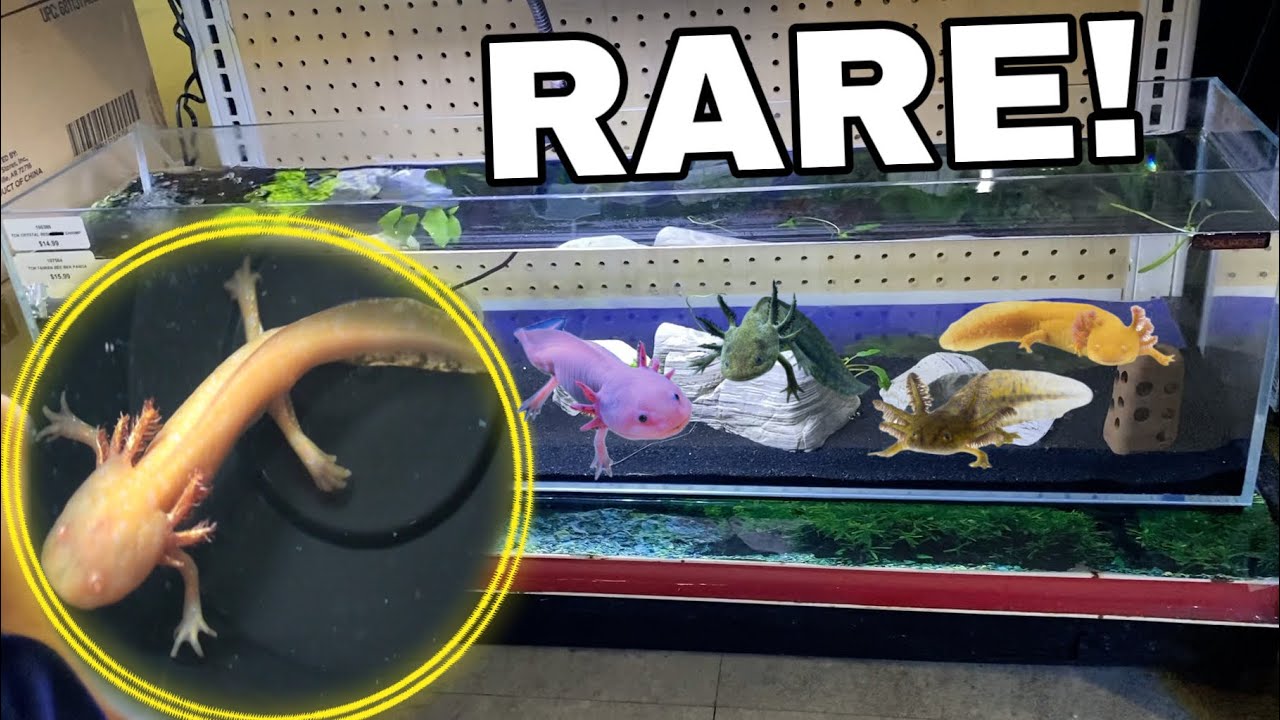 Shopping Online for RARE BABY AXOLOTLS for New Home Aquarium!