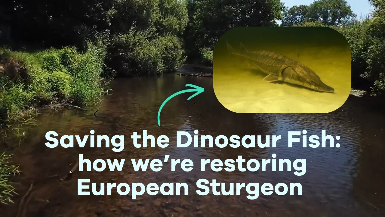 Restoring European Sturgeon - Rewilding The Sea