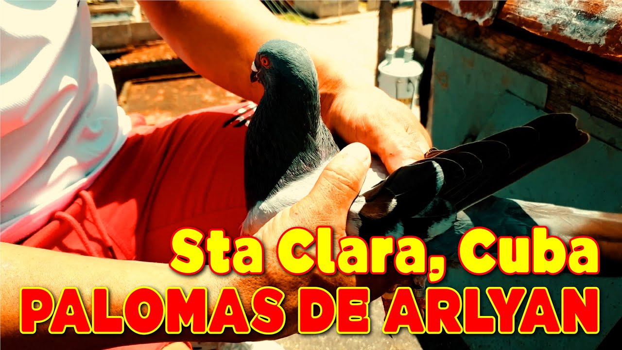 PALOMAS de CONQUISTA de ARLYAN en Santa Clara