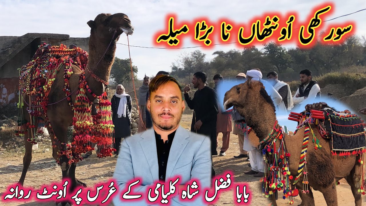 Sorakhicamel, Dadyal azad Kashmir big camel Mela 2025|Camel mela Kalyam sharif | Nadeem vlog Ajk//
