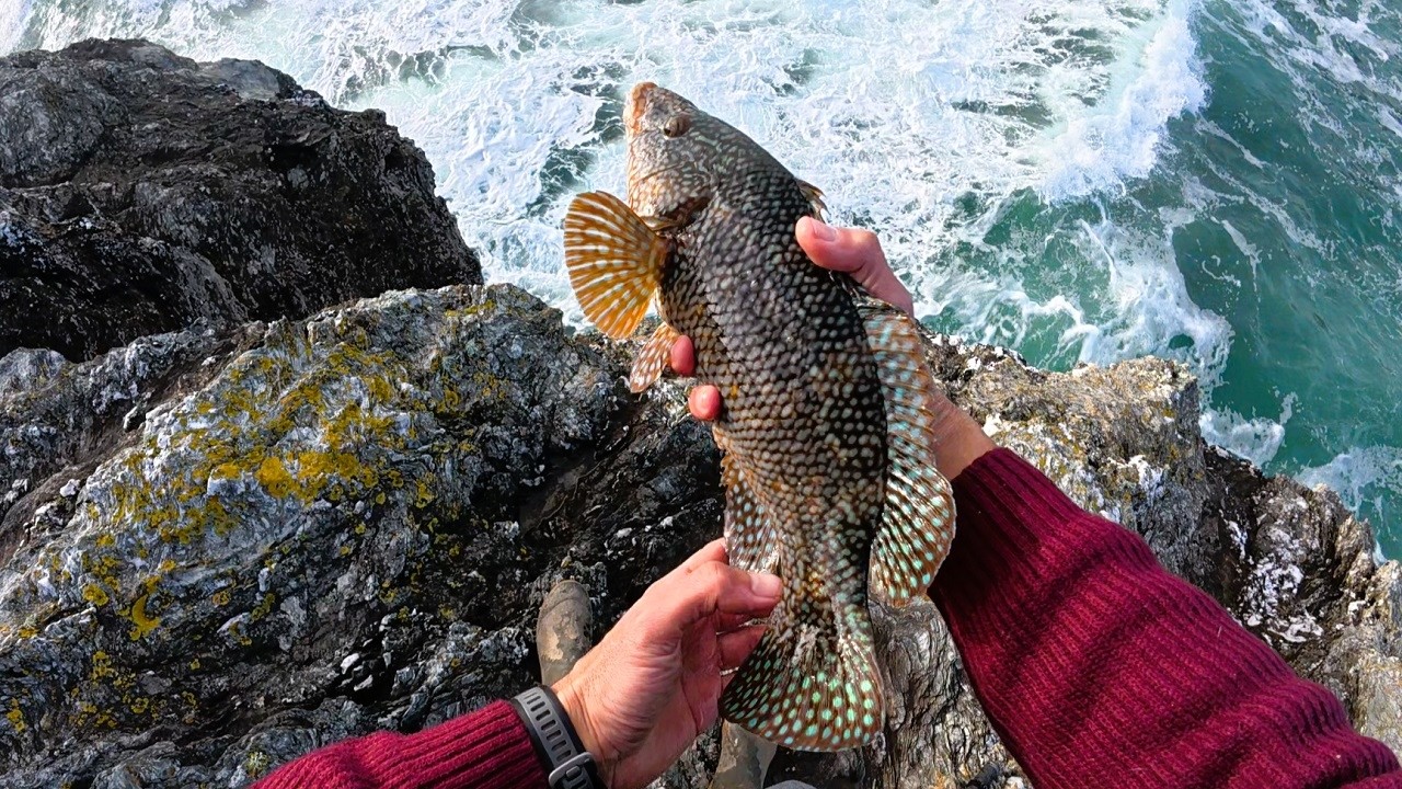 L'ISO Fishing est-il imbattable pour les vieilles .(Test en direct)🇯🇵