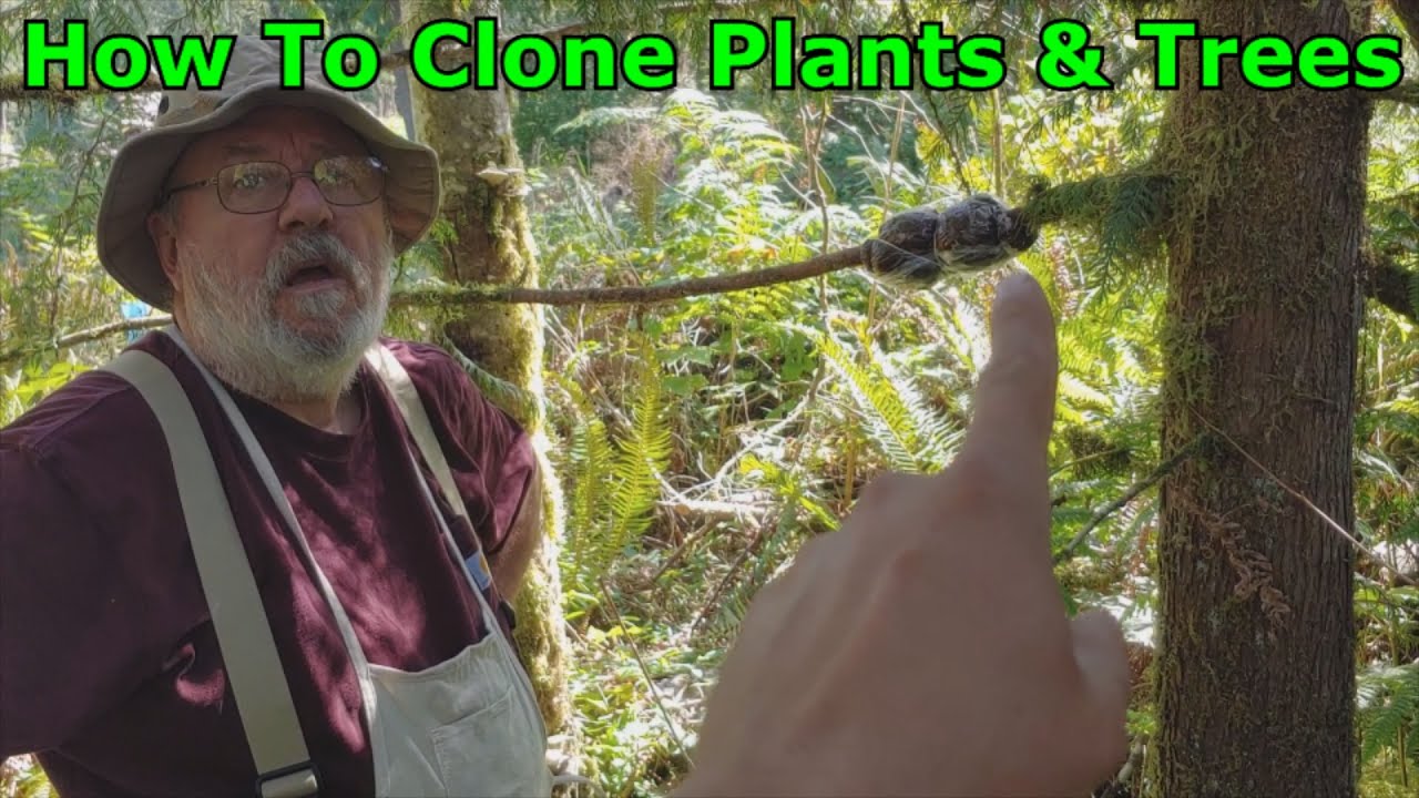 How To Clone Plants