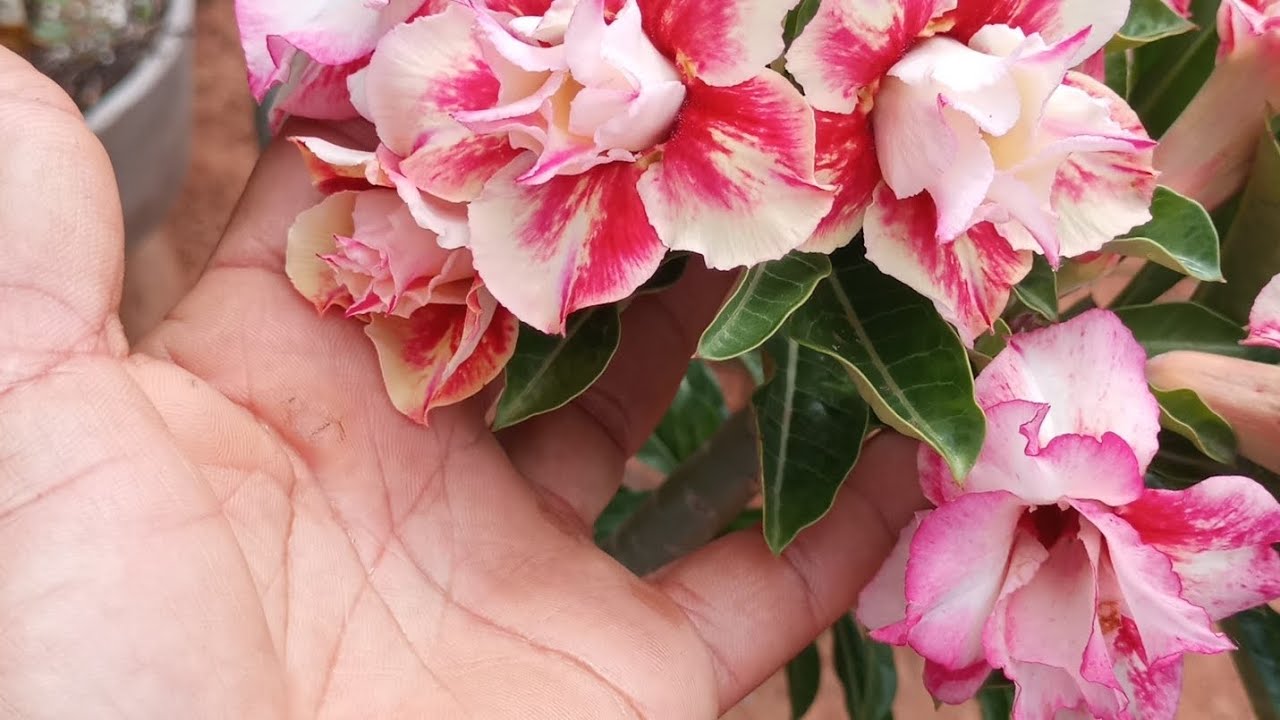  Nossa #nunca tinha ?#visto uma suquelenta tão  grande assim nas #nas #Rosas do deserto 🏜️