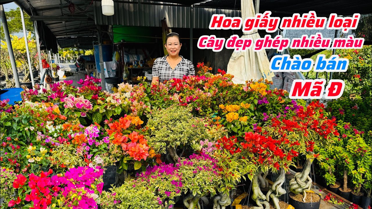 Hoa giấy ghép nhiều màu cây đẹp chào bán bao ship..27/01😘📲0706.763.012.Chị-Ngọc 