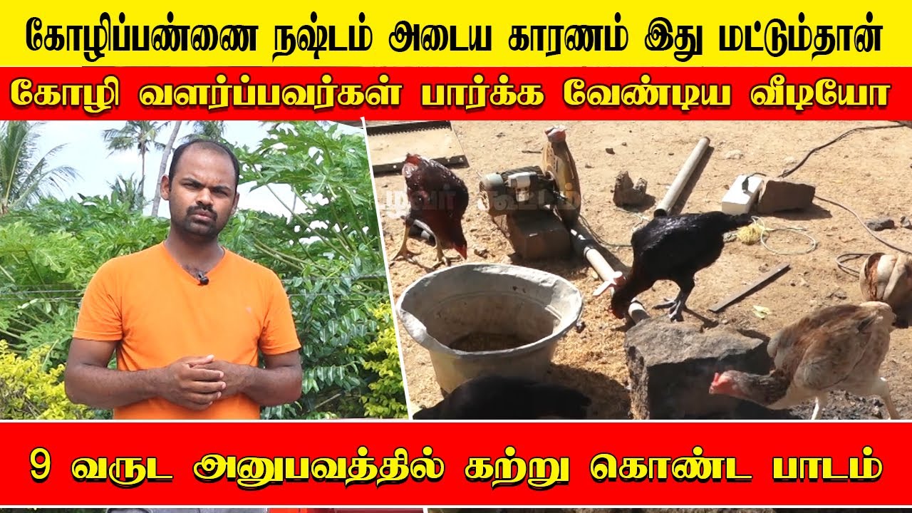 நாட்டு கோழி  வளர்ப்பில் நஷ்டத்தை தவிர்ப்பது எப்படி ?| nattu kozhi valarpu in tamil | Uzhavar Koottam