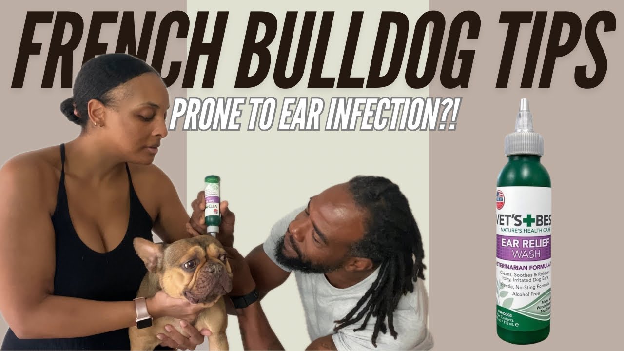 Your Dog Will Never Have Another Ear Infection! 2 Simple Steps
