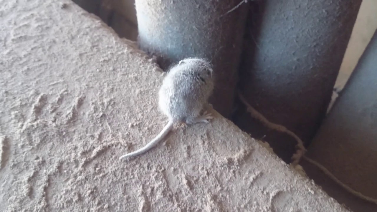 Wielka przygoda małej myszy / Great adventure a little mouse