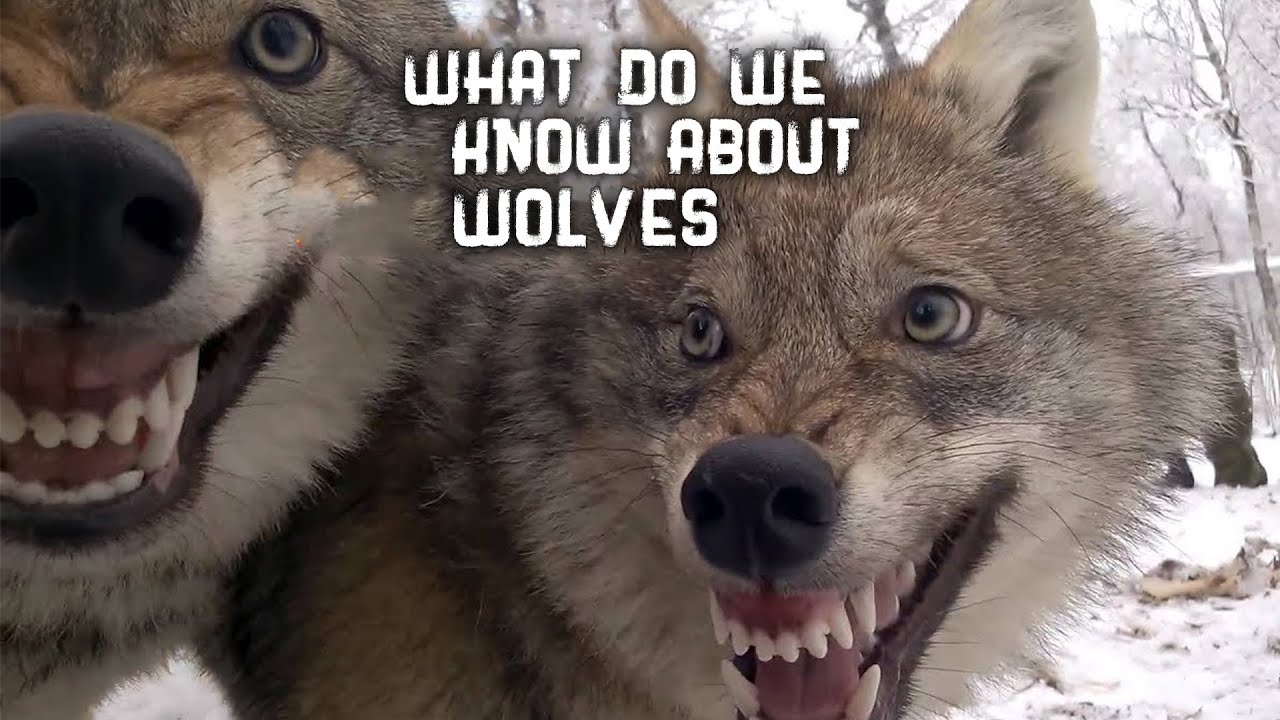 TOP 10 WOLF FACTS - EVERYTHING YOU EVER WANTED TO KNOW ABOUT WOLVES