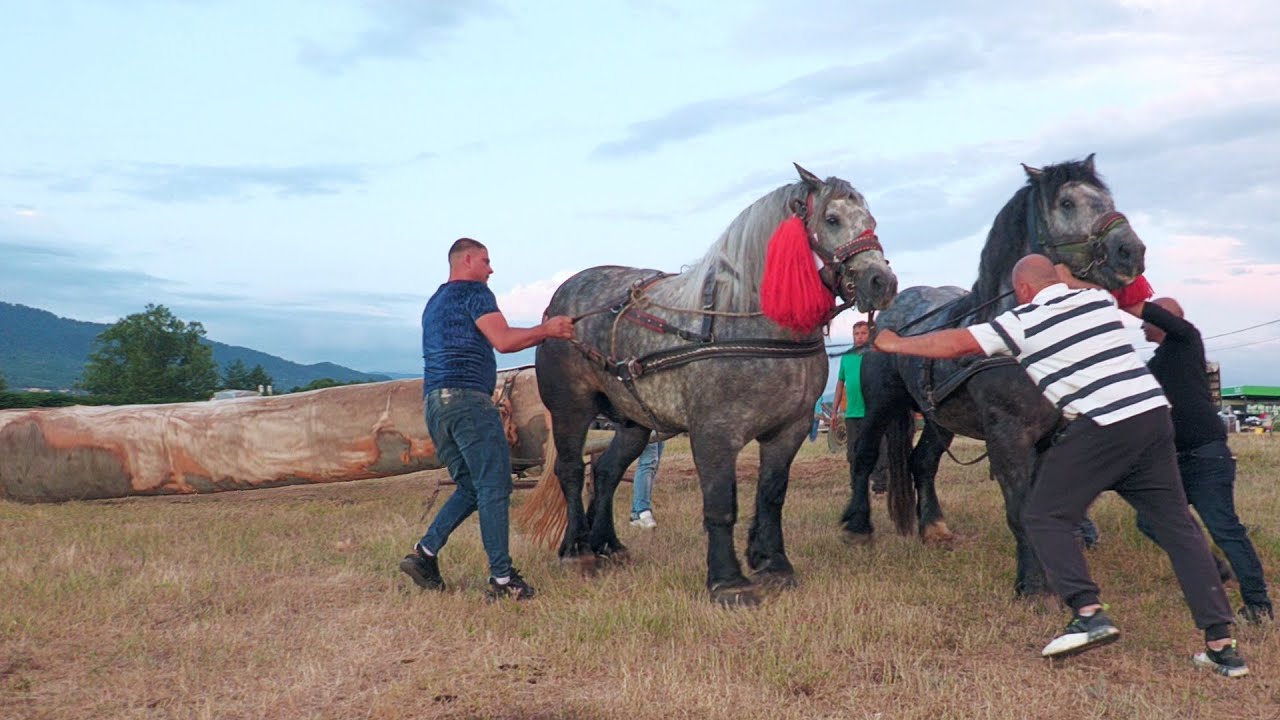 Armăsarii lui Silviu de la Săsar - Maramureș 2024