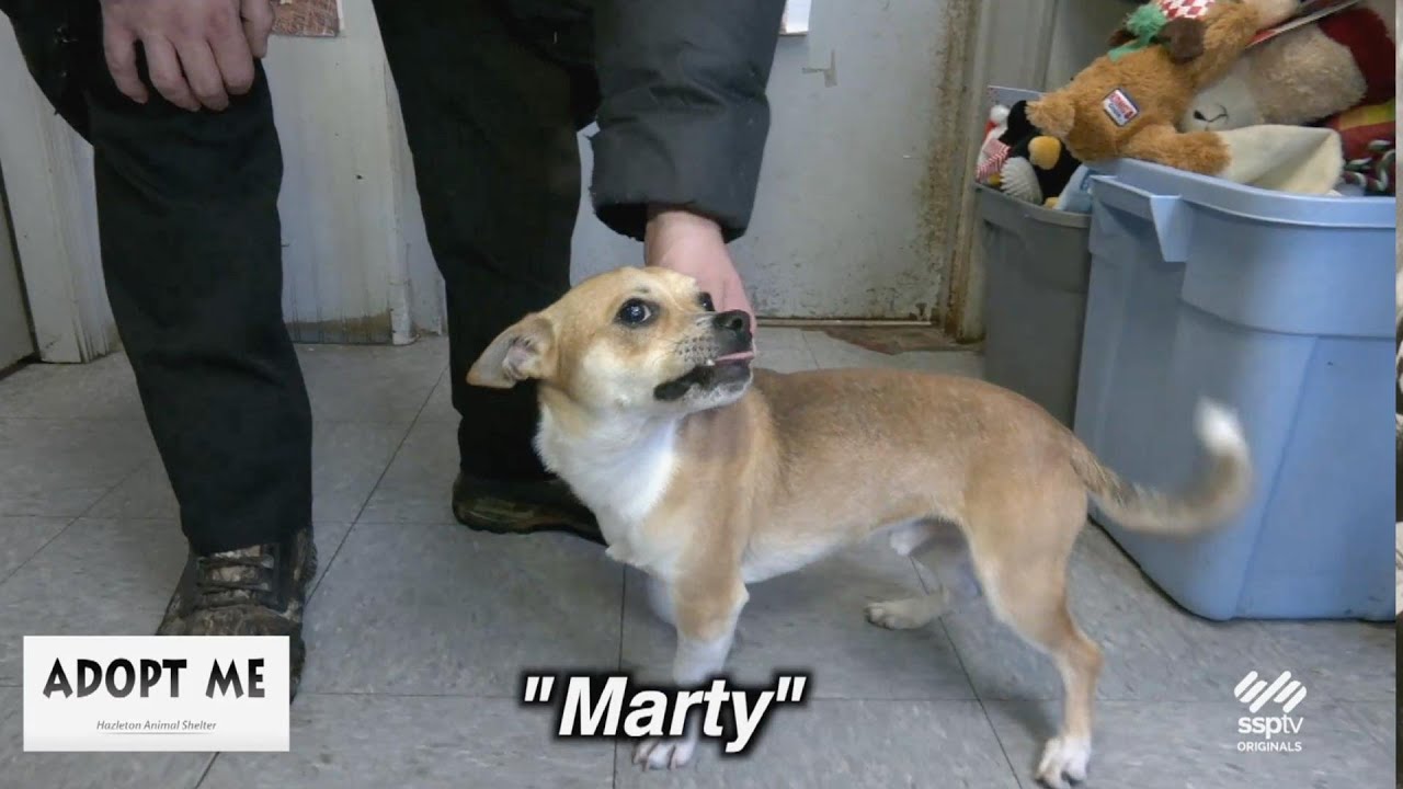 Hazleton Animal Shelter's 