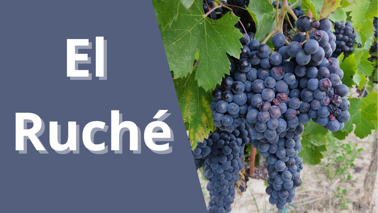 Descubriendo el Tesoro Escondido del Vino Italiano Ruchè del Monferrato