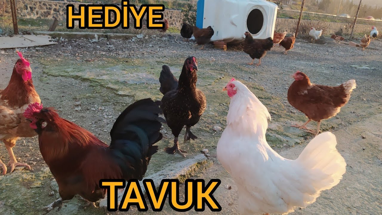 HEDİYE KÖY TAVUĞU GELDİ.