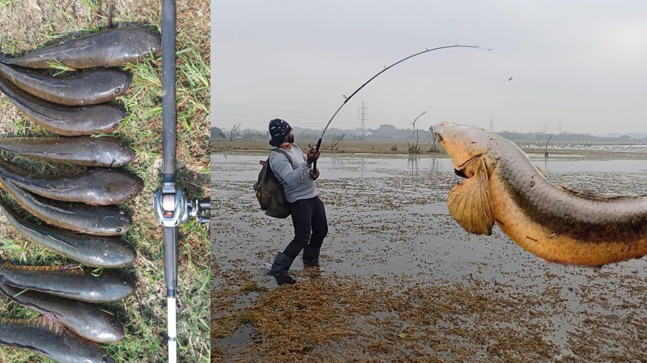 కప 🐸 వేసుడే లేట్  కోరమీను పక్క ఇక్కడ || BACK TO BACK CATCHING || SNAKEHEAD FISH 🎣