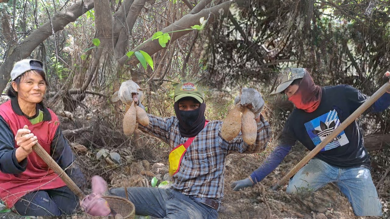 ป๊าด⁉️มันแซง🥔🥔🥔ป่ามีแต่หัวใหญ่ๆเยอะมาก