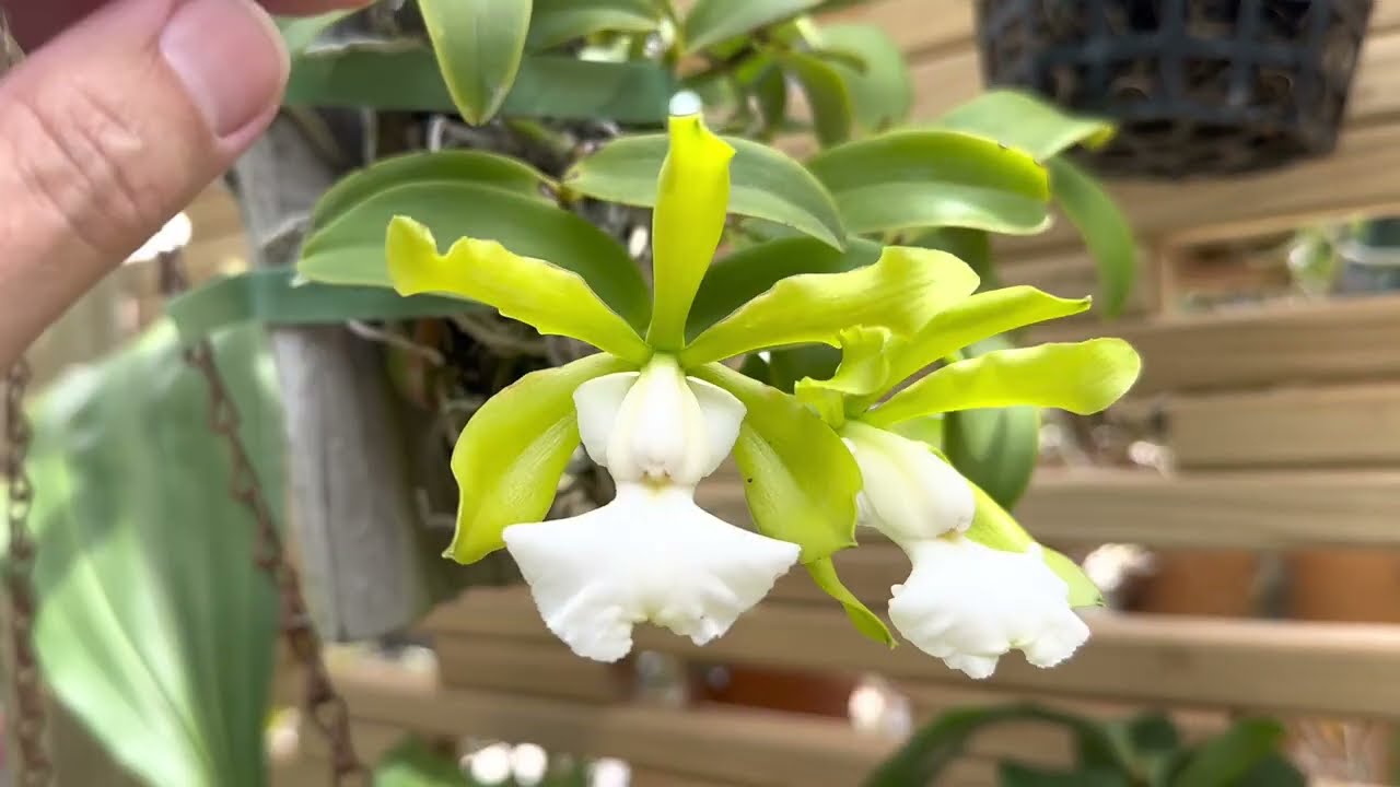 How I care for my Cattleya aclandiae f. alba 'SVO' AM/AOS