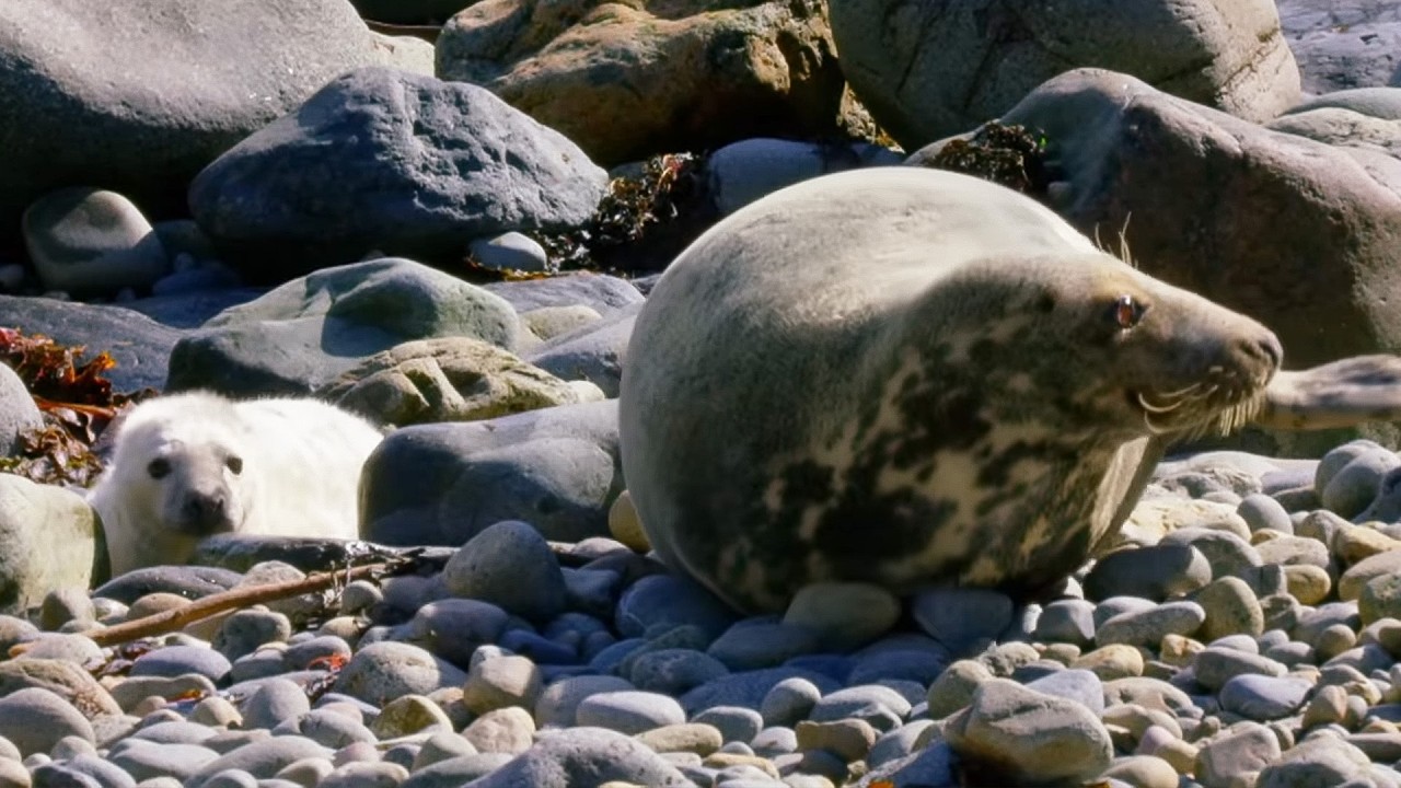 Epic Wildlife of Wales: From Glowing Seas to Giant Crabs (4K Documentary)