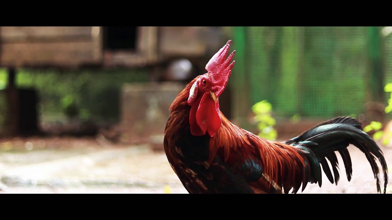 Canon 200d || canon 50mm 1.8 || video sample