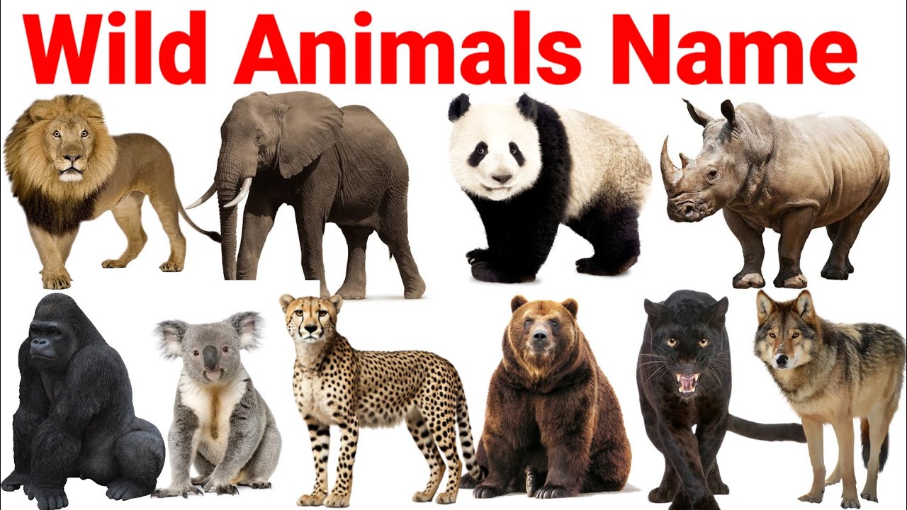Wild Animals Name In English For Kids 🐒🦍🐯🦁🦌🐘 English For Kids