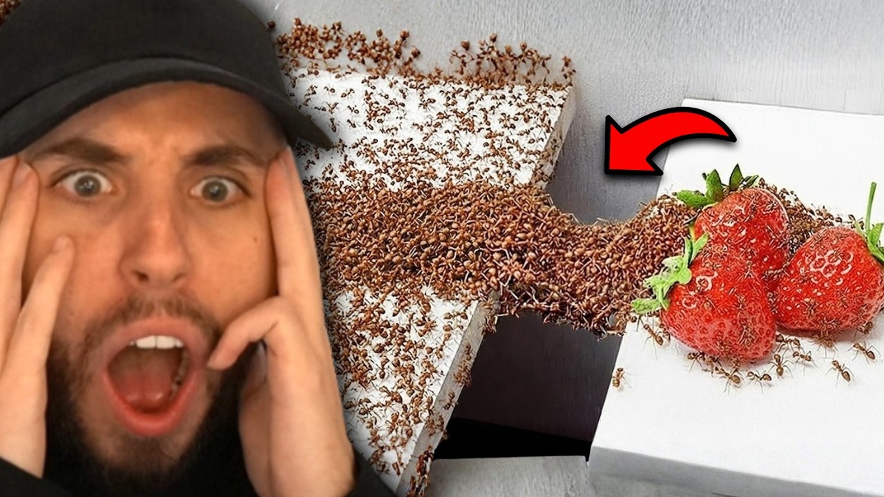 1,000 Ants vs. Obstacles