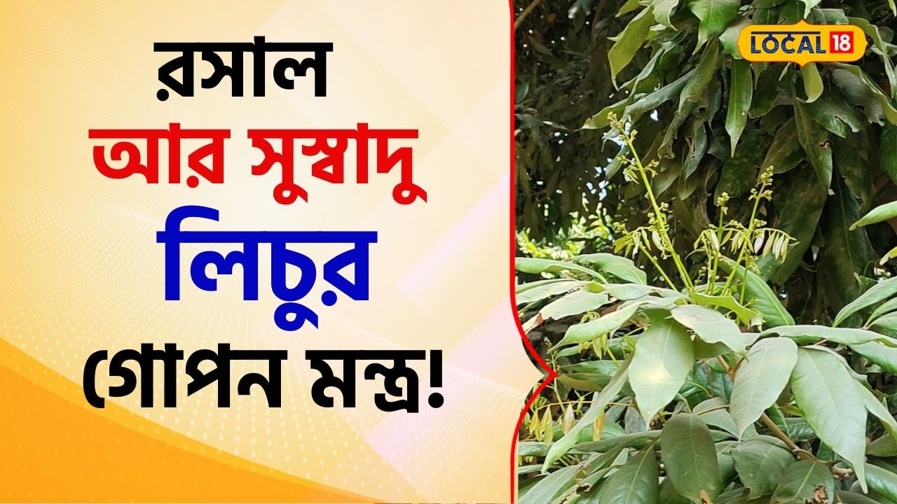 Bangla News: রসাল আর সুস্বাদু লিচুর গোপন মন্ত্র! পরিচর্যার বিশেষ টিপস দিলেন কৃষি বিজ্ঞানীরা #local18