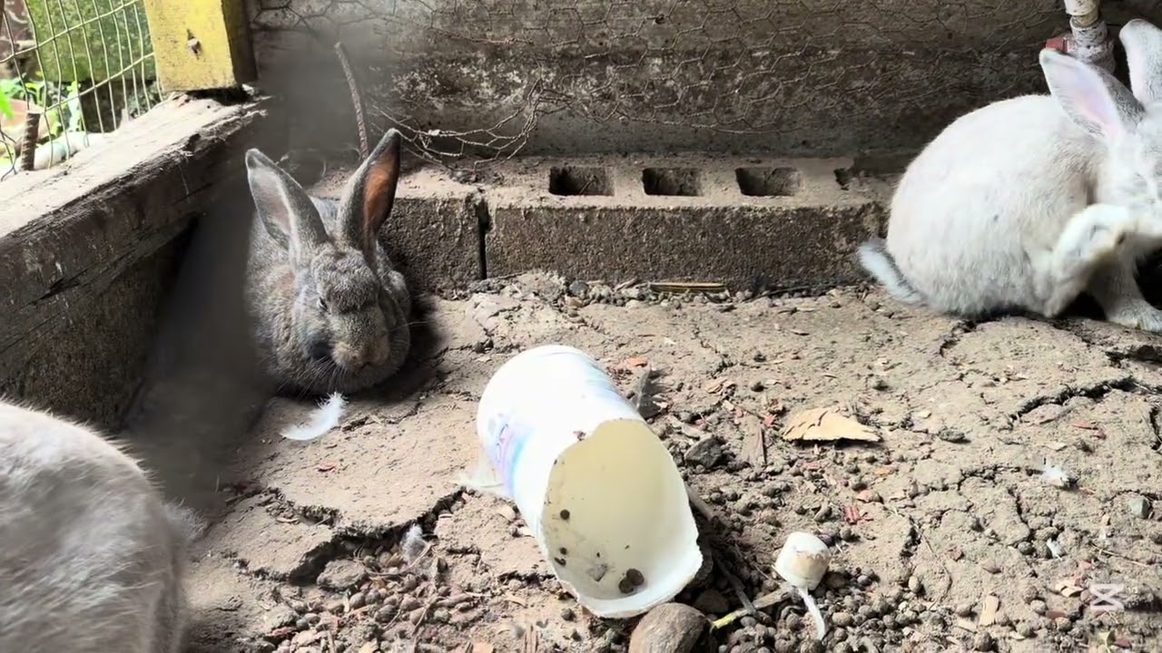 La comida de las aves deben ser variada , y con buenos nutrientes 🐓 🦃 
