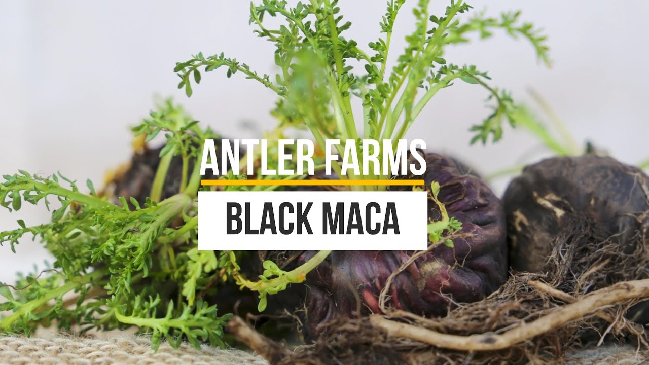 Antler Farms Black Maca - Male Energy & Vitality