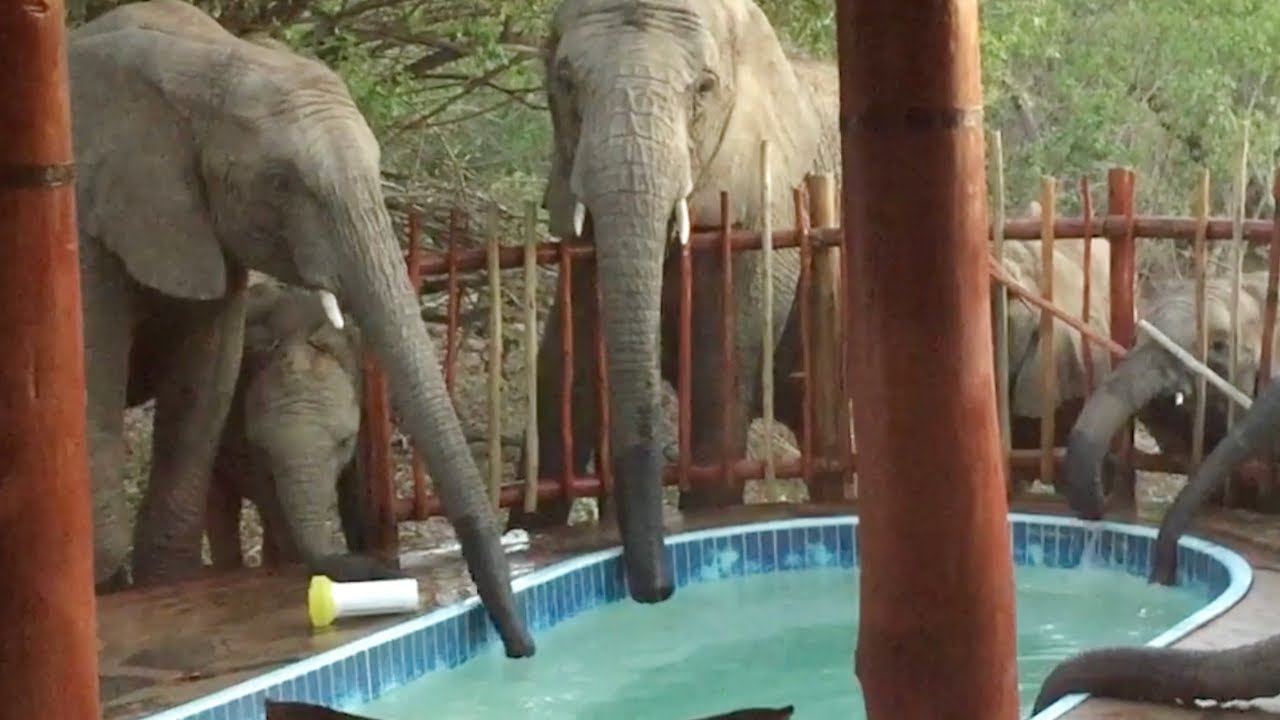 I bambini si spaventano alla vista degli animali, ma poi accade qualcosa di indimenticabile!
