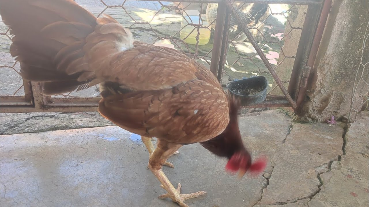Gallos de pelea 