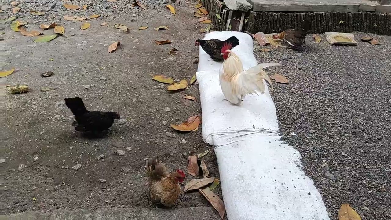 Peacefull my bantam chicken on the morning until noon