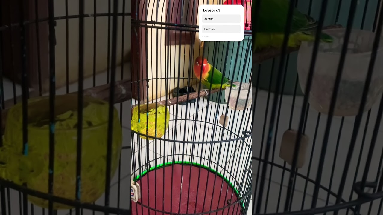 jadi konslet or fighter ya guys? #lovebirds #lovebird #lovebirdkonslet #lovebirdjinak #ngekekpanjang