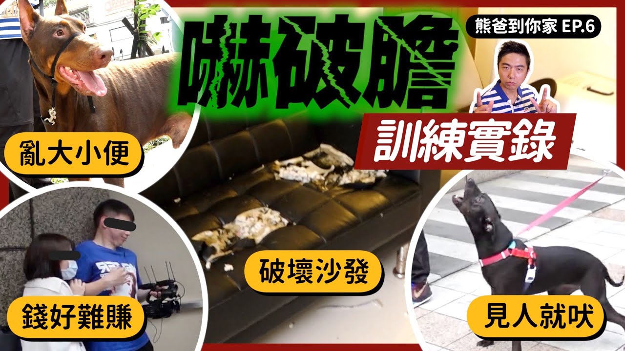 嚇破膽訓練實錄！40公斤杜賓+2隻米克斯　亂大小便、見人就吠、咬壞家具該如何訓練？｜熊爸到你家EP.6