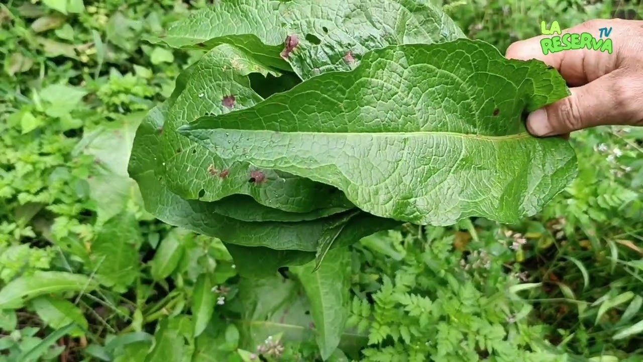 LENGUA DE VACA - Propiedades #plantas #reservanatural #naturaleza