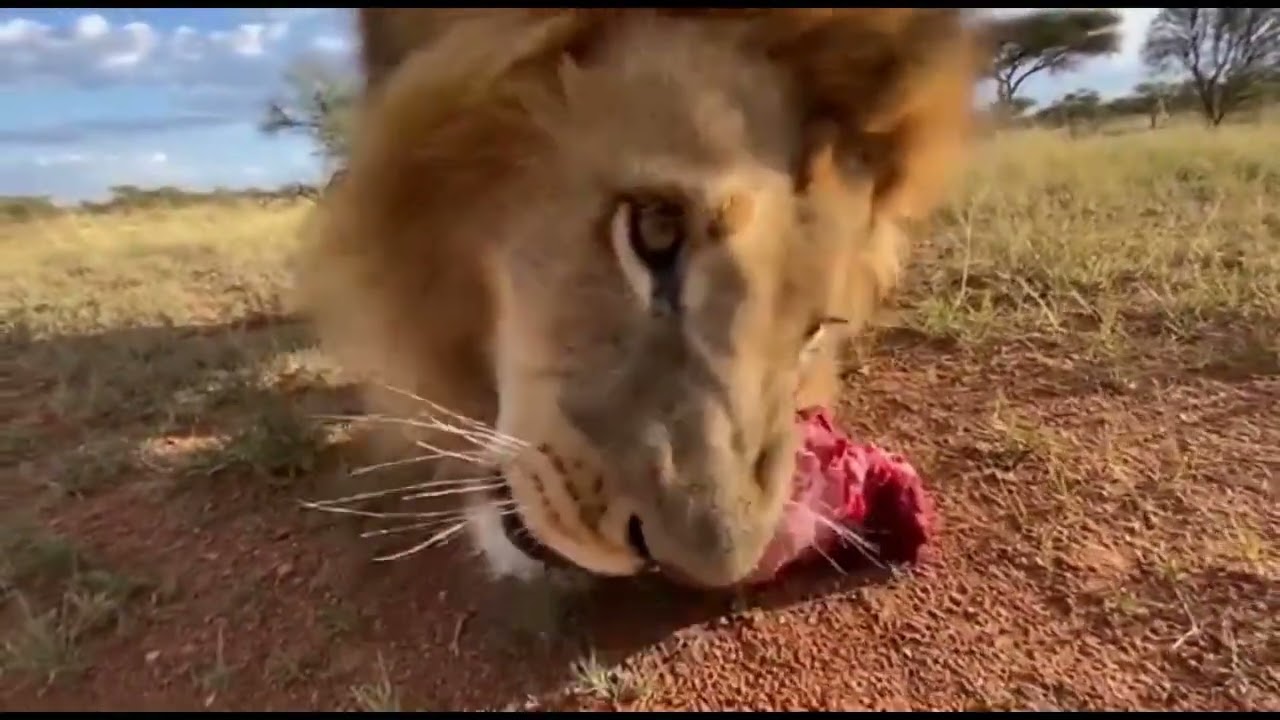 Baby Lion Cub Came To Me For His Father