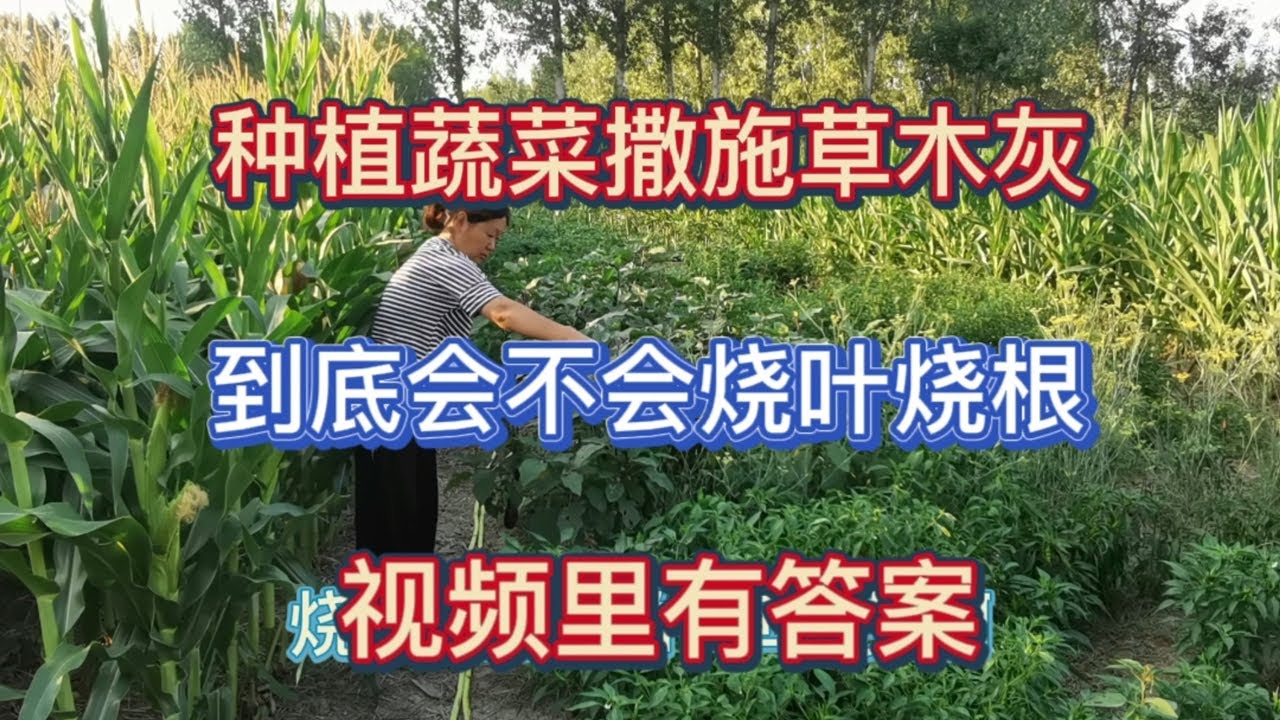 種植蔬菜撒施草木灰，到底會不會燒葉燒根？