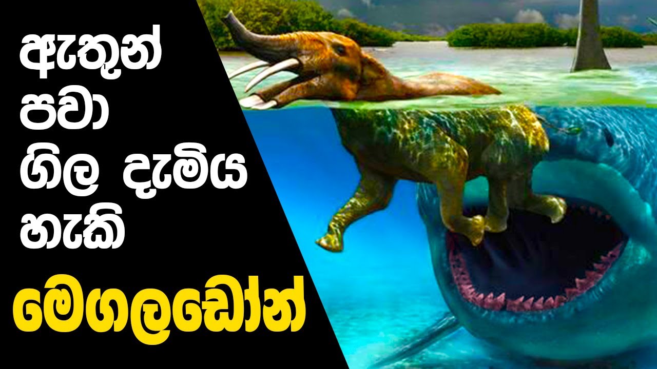 මේ භයානක සතුන් තවමත් ජිවත් වෙනවාද? - Megalodon.